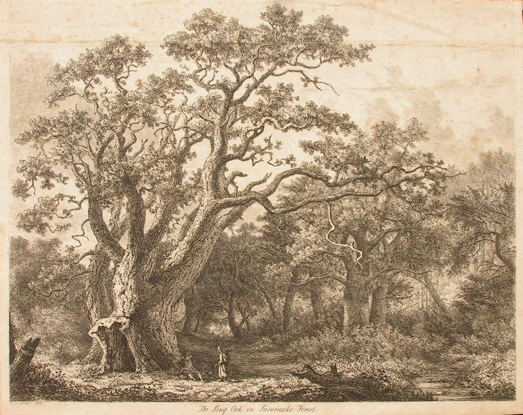 Print - The King Oak in Savernake Forest - Strutt